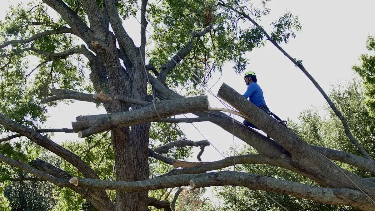 Professional Hazardous Tree Removal performed by certified arborists in Shelly