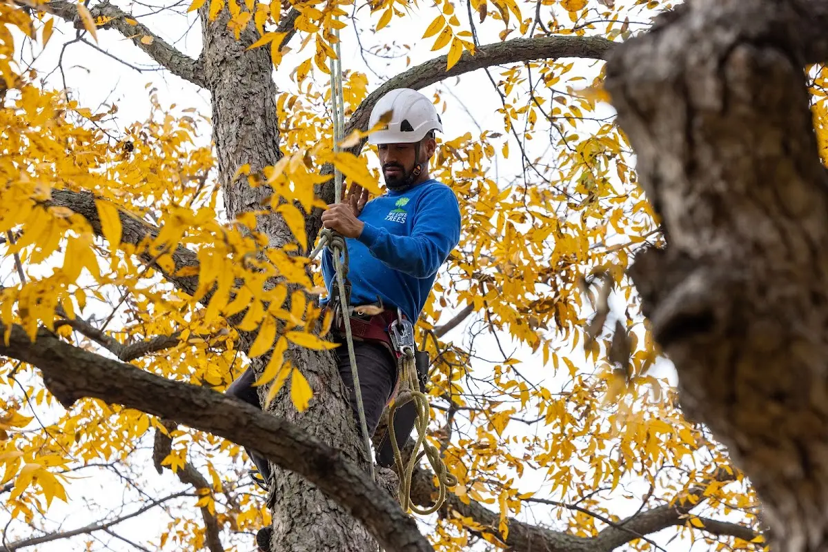 Skilled Storm Damage Cleanup crew working in Shelly